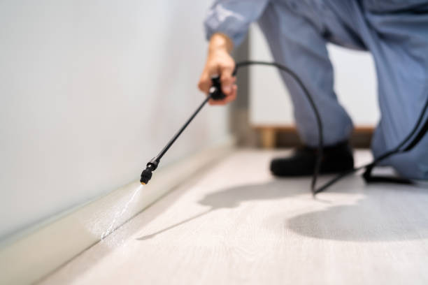 Bed Bug Pre-Treatment Preparation Assessment in Belmont