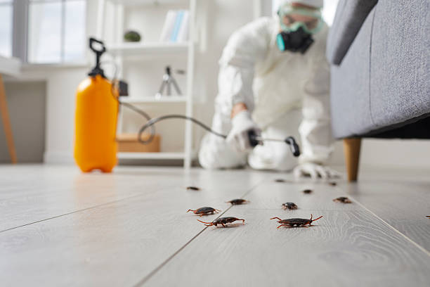Post-Treatment Bed Bug Interceptor Monitoring in Belmont